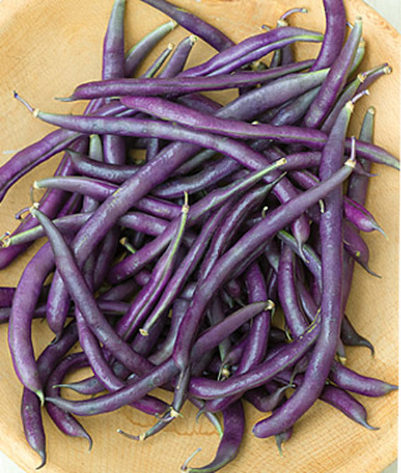 Carminat Purple Pole Bean